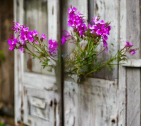 "Bright pink fireweed flowers growing from a rustic weathered wooden door, Alaska fireweed honey scent inspiration, Grey Fox Candles"