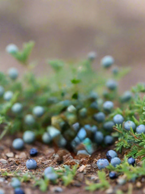 Close-up of blue berries on green foliage with a blurred background