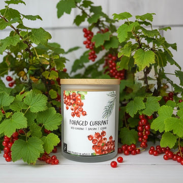 FORAGED CURRANT COCONUT WAX CANDLE