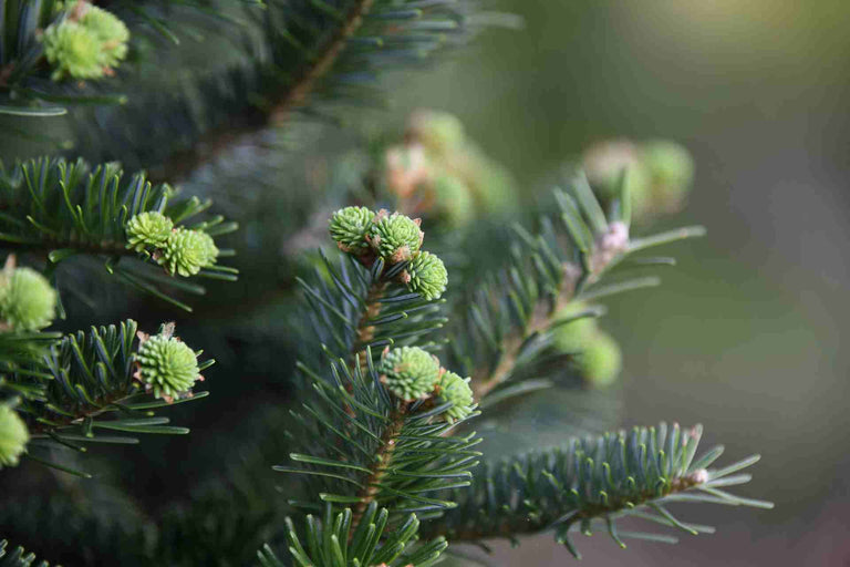 ALASKAN HOLIDAY COCONUT WAX CANDLE