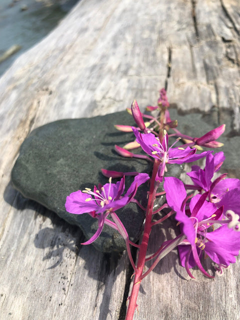 ALASKA FIREWEED HONEY flower