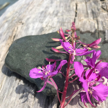 ALASKA FIREWEED HONEY SUGAR SCRUB, GREY FOX CANDLES, MADE IN ALASKA, ALASKA MADE, HONEY SCRUB
