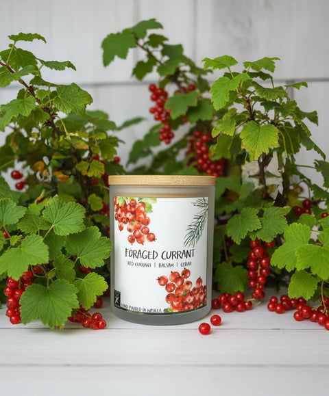 FORAGED CURRANT COCONUT WAX CANDLE
